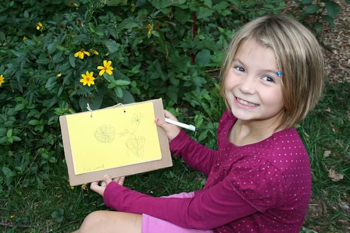 Nora draws tickseed outside, September 2011