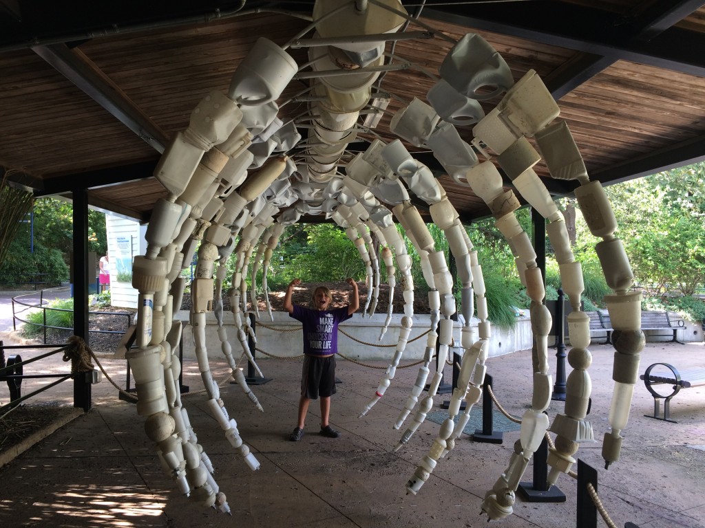 Whale Skeleton from Washed Ashore Exhibit, Smithsonian National Zoo