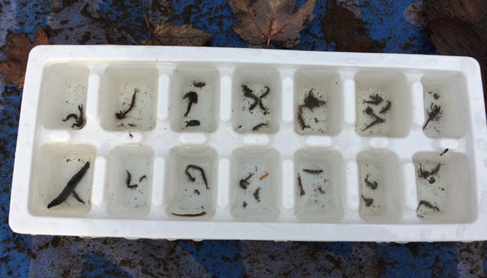 Macro-invertebrates found at Sugarland Run in Herndon, Virginia