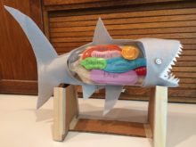 Shark TrashAnatomy - anatomy model by Trashmagination