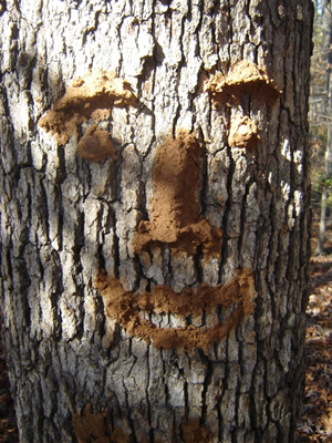 Clay Face on Friend Tree