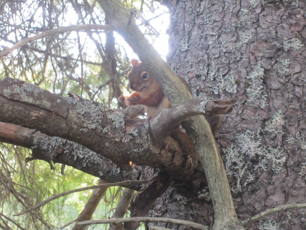 Our neighborhood red squirrel