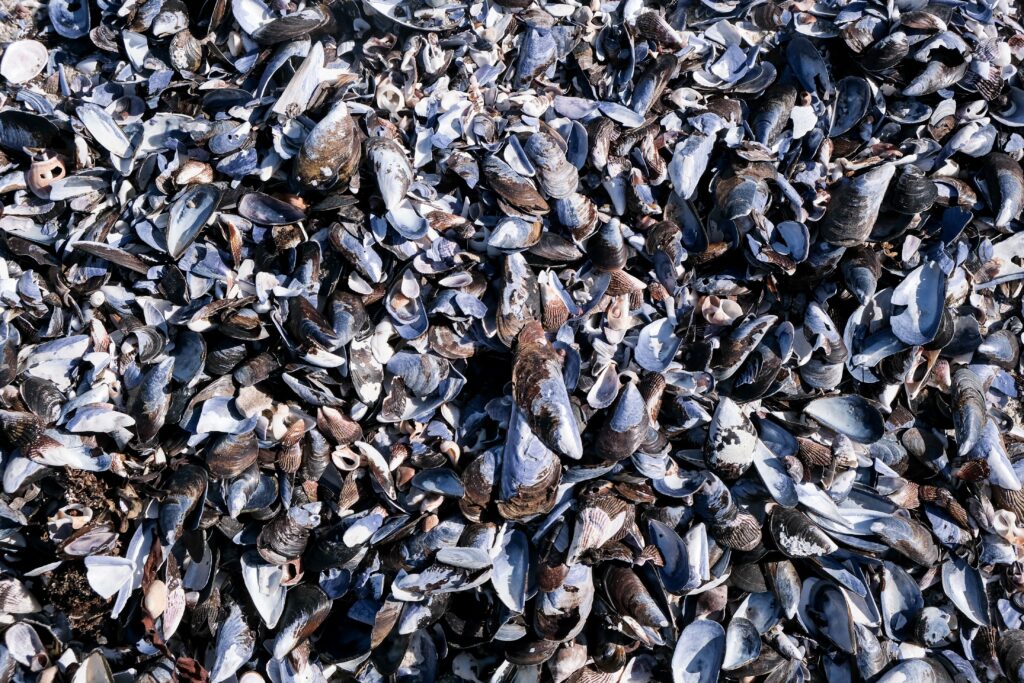 Mussel shells in a giant pile by Magda Ehlers, Pexels