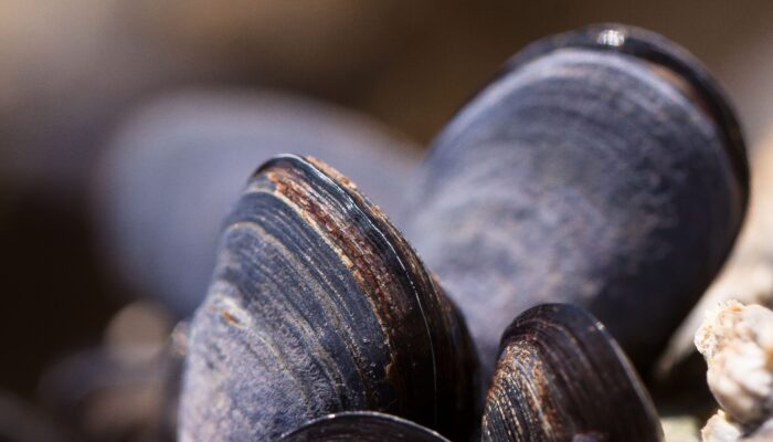 Mussel shells by Pixabay