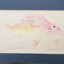 Gyotaku or fish printing of a rosebud rockfish by William Twibell, 1987