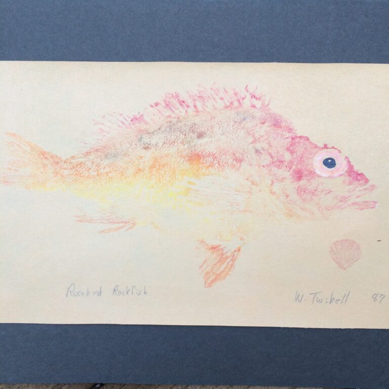 Gyotaku or fish printing of a rosebud rockfish by William Twibell, 1987